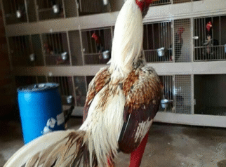 Manfaat Tempe untuk Ayam Aduan: Rahasia Pakan Alami yang Bikin Ayam Makin Tangguh