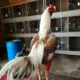 Manfaat Tempe untuk Ayam Aduan: Rahasia Pakan Alami yang Bikin Ayam Makin Tangguh