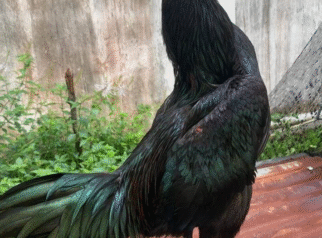Manfaat Jangkrik untuk Ayam Aduan: Rahasia Kekuatan dan Daya Tahan di Arena