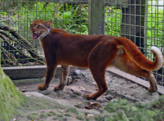 Kucing Merah Kalimantan: Penampakan Langka di TN Kayan Mentarang Setelah Dua Dekade